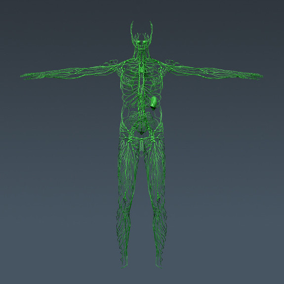 Lymphatic