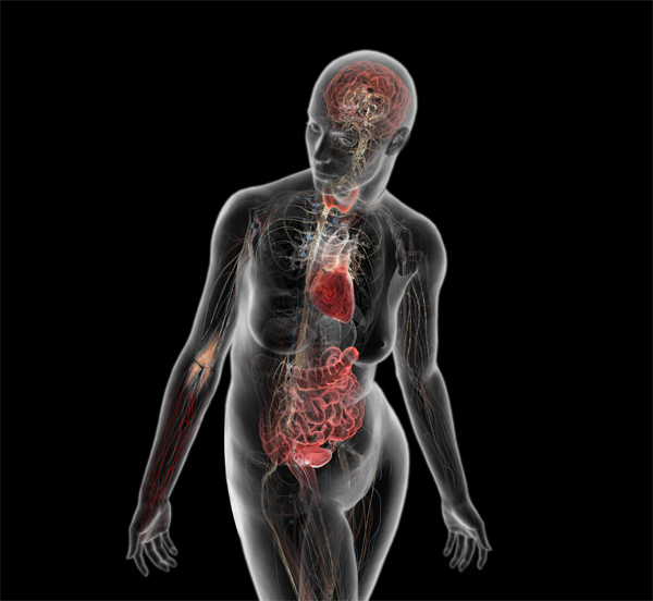 The endocrine system