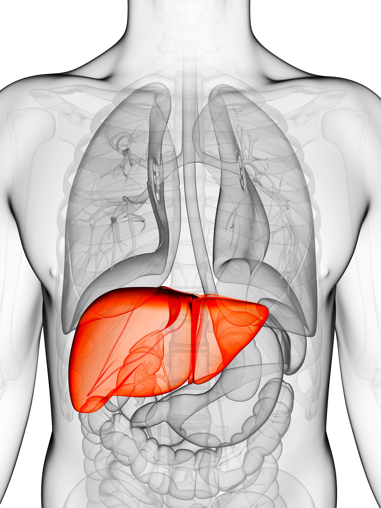 liver