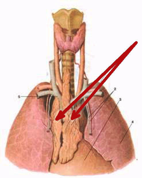 vilochkovaja-zheleza
